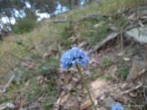 Blue Pincushion, Brunonia australis, not recorded at the survey points.