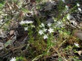 Prickly Starwort, Stellaria pungens.
